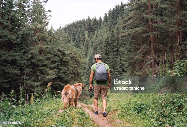 Man With A Dog Walking Through A Beautiful Pine Forest Stockfoto en meer beelden van Wandelen - Buitensport