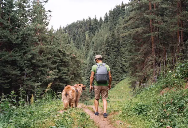 Photo of Man with a dog walking through a beautiful pine forest.