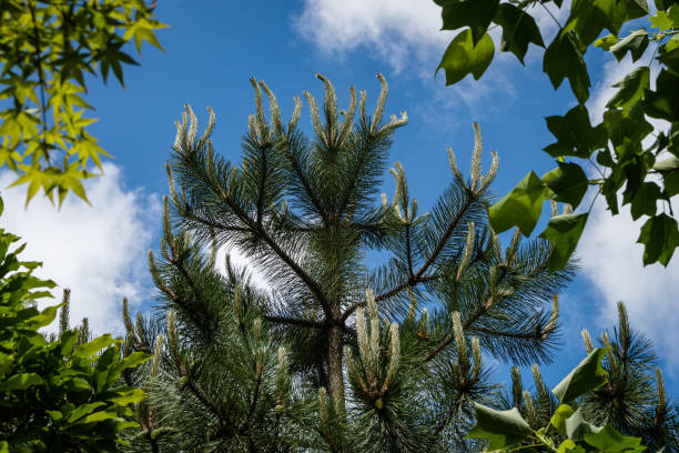 pin autrichien ou pin noir (pinus nigra) avec de jeunes pousses, entouré de liriodendron et de liquidambar. les jeunes pousses contre le ciel bleu avec des nuages blancs. gros plan. paysage pour n’importe quel papier peint. - black forest forest sky blue photos et images de collection