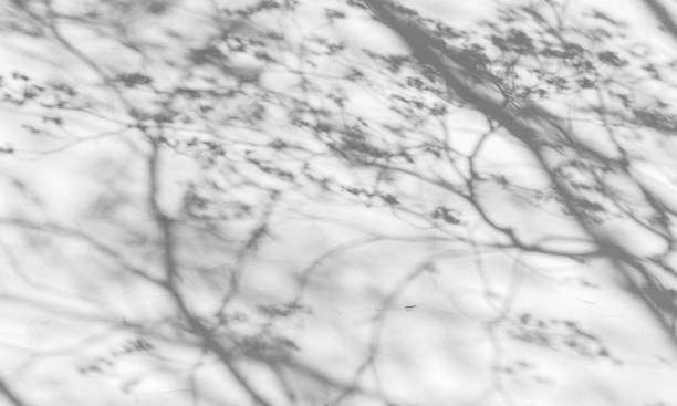 istock Shadows of trees over white wall. Abstract background 1327448397