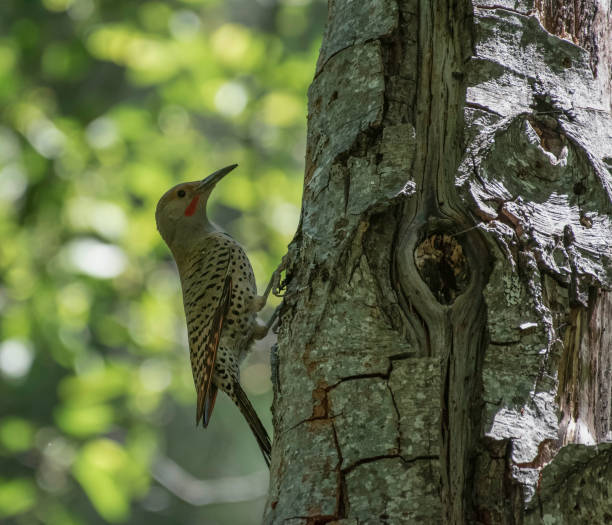 istock Female Flicker Woodpecker Profile 1327449524