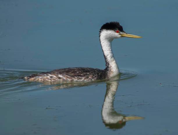 istock Western Grebe and Blue Water 1327450195