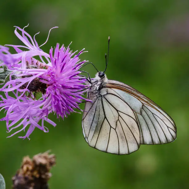 Side view macro close-up of a single black-veined white butterfly (Aporia crataegi) hanging on a bright purple flower