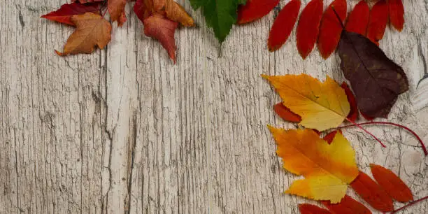 autumn colorful leaves on light wooden table