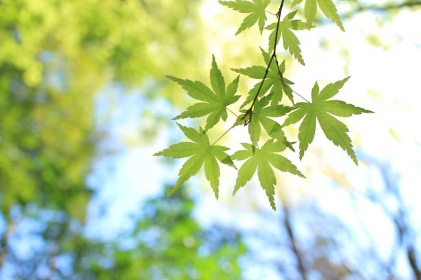 istock Japanese fresh green maple leaf abstract on blurry sunlight background, summer photography 1327451683