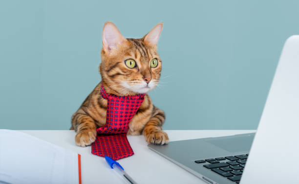 istock Bengal cat with a red tie around his neck at a work table looks at the computer screen 1327451979