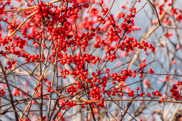 Winterberry A beautiful native shrub that holds brilliant red berries into February. winterberry holly stock pictures, royalty-free photos & images