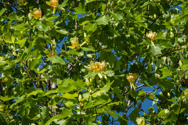 Blooming tulip tree (Liriodendron tulipifera) in Krasnodar public landscape park. Yellow flowers on ree ripe with green foliage American tulip or poplar tulip against blue sky. Park for recreation. Árbol del tulipán de la floración (tulipifera de liriodendron) en el parque público del paisaje de krasnodar. flores amarillas en ree maduran con follaje verde tulipán americano o tulipán de álamo contra el cielo azul. parque para la recreación.