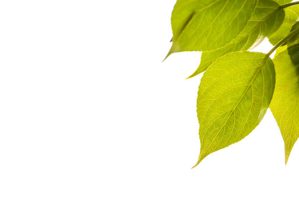 A branch with green leaves on a white isolated background.