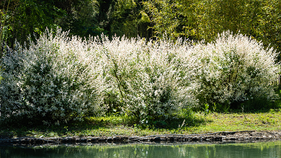 Large Bushes of Japanese whole-leaved willow, Salix Integra Hakuro-Nishiki on bank of artificial lake in Adler arboretum \