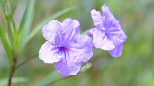 istock Ruellia simplex, the Mexican petunia in bloom 1327456398