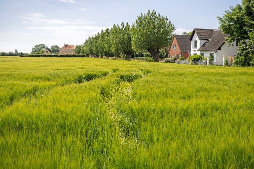 Farmhouses with a barley field in front at Lolland, which is a large Danish island there are famous for its agricultural industry