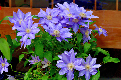 a flowering purple clematis growing on black metal trellis on wall