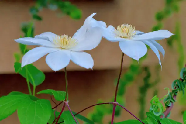 Clematis is one of the most popular garden plants. Known for its incredible flowers, clematis is made of woody, climbing vines. It offers such a broad range of bloom colors (blue, purple, pink, red, white), shapes and seasons (spring, summer and fall). It is a genus within the buttercup family, Ranunculaceae. Originating in China, the plant was brought to Japan in the 17th century.