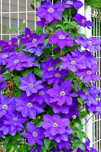 Clematis flowers blooming in the garden. Floral background