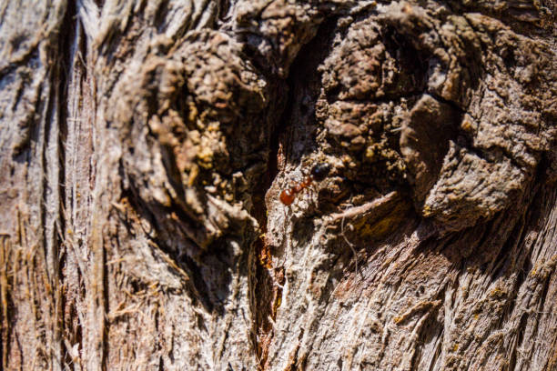 текстуры коры ствола кипариса (cupressus lusitanica) - cypress tree bark tree wood стоковые фото и изображения