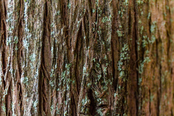 текстуры коры ствола кипариса (cupressus lusitanica) - cypress tree bark tree wood стоковые фото и изображения