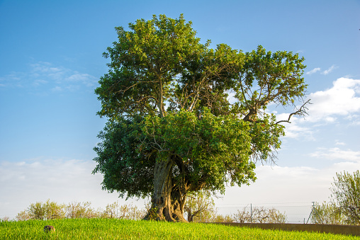 Huge single carob tree on a hill