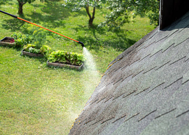 Spraying moss removing chemical to domestic home roof. Moss removal concept. stock photo