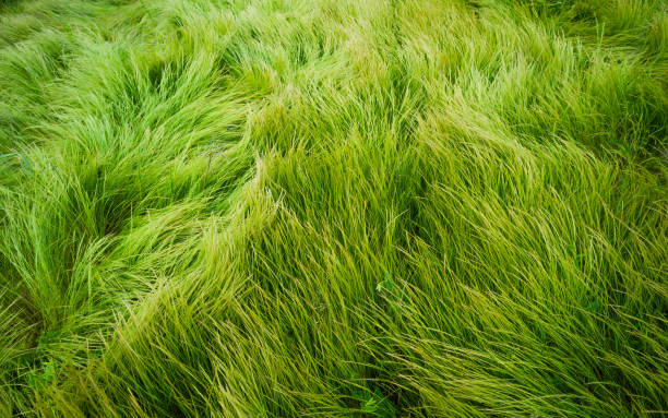 istock Green grass background. Sunny summer day 1327462630