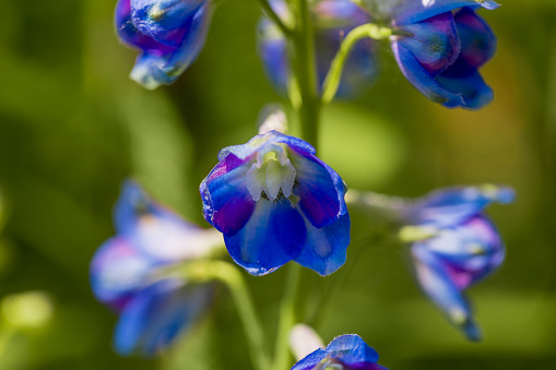 Blue flower on a green blurred background. Delphinium close-up. Summer concept. Macro. Selective focus.