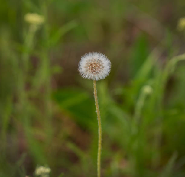 istock White dandelion on a green background. Flower seeds. Macro. Selective focus. Copy space. Summer concept. 1327463822