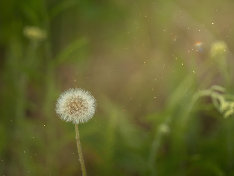 White dandelion on a green background. Flower seeds. Macro. Selective focus. Copy space. Summer concept.