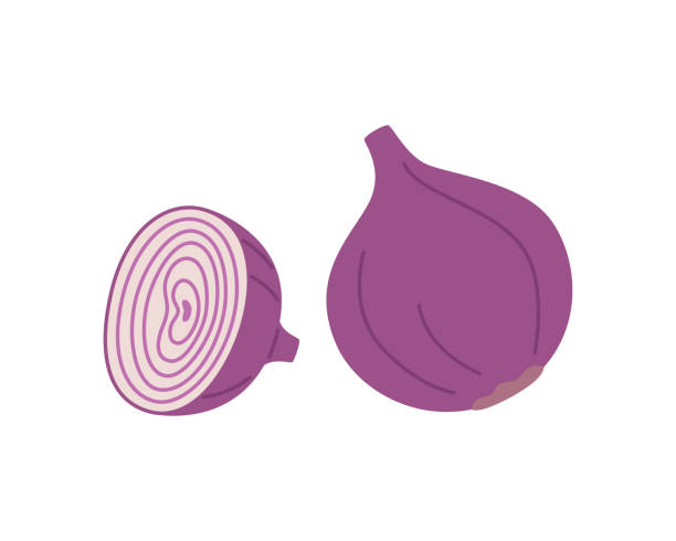 Vector onion whole and half, in a cute style. Vector onion whole and half, in a cute style. Hand-drawn illustration, design element of eating for the menu. onion layer stock illustrations