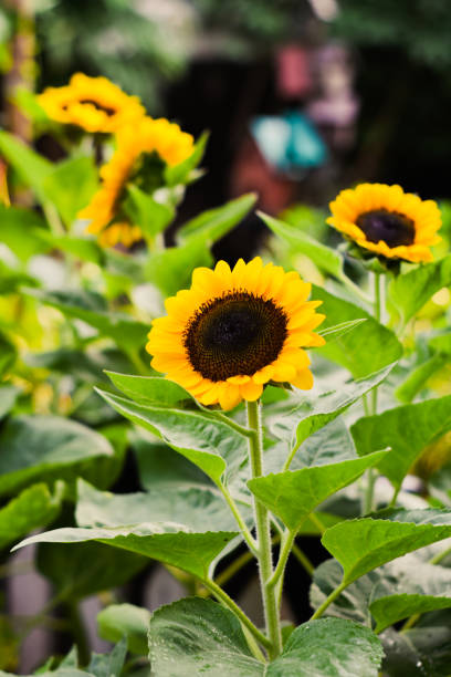 istock Sunflowers Blooming Front View Stock Photo 1327465250