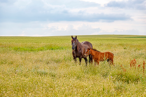 Image of wild horses in Yüksekova Plateau, Hakkari. Wild horses grazing on green meadows in spring. photographed from afar. Shot with a full-frame camera in daylight.