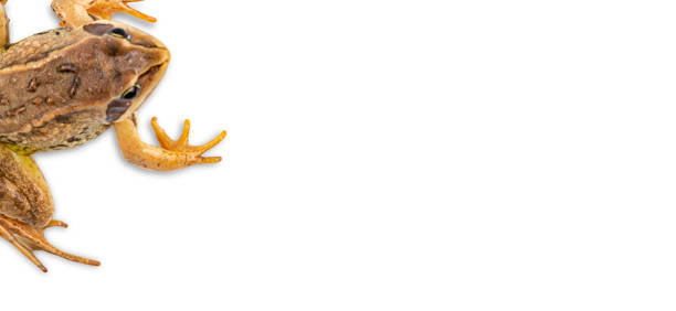 istock Paws of a common frog as a frame on white. Top view, place for text, copy space. 1327468369