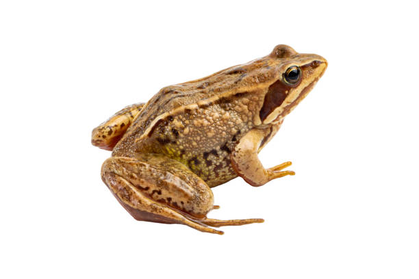 istock Common frog close-up isolated on white. 1327468374