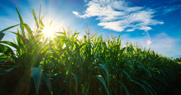 Maize or corn on agricultural field in sunset with sunshine