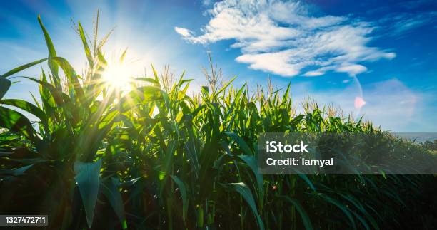 Maize Or Corn On Agricultural Field In Sunset With Sunshine Stock Photo - Download Image Now
