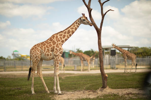 giraffe in captivity with savanah and grass - animal captivity building imagens e fotografias de stock