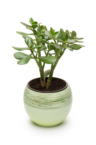 Crassula-money tree in the green ceramics flower pot