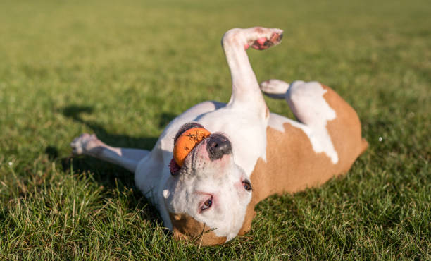 istock American Bulldog is Playing on the Ground. 1327476784