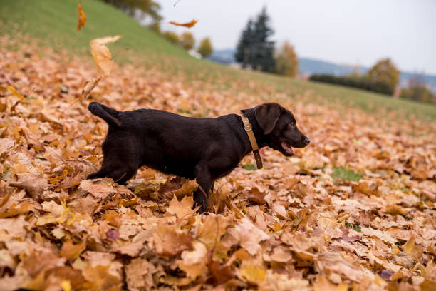 istock Chocolate Labrador Retriever Playing with Autumn Leaves in Park 1327478049
