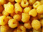 Bright yellow raspberries as a background