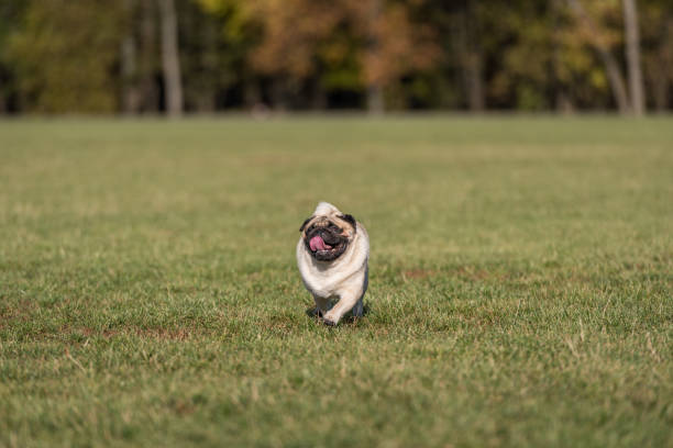 istock Pug Dog is Running. 1327478828