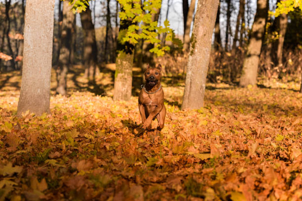 istock Rhodesian Ridgeback Dog is Running On the Autumn Leaves Ground. 1327479072