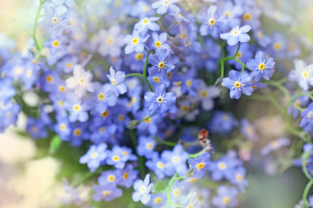 istock Delicate blue flowers forget-me-nots 1327479079