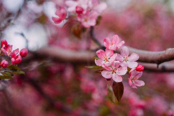 istock Branches of apple blossoming flowers. 1327479107