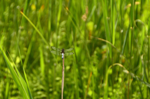 Single broad-bodied darter( Libellula depressa) resting on top of a reed stem, in the backgroud it`s habitat a reedbed near water`s edge.