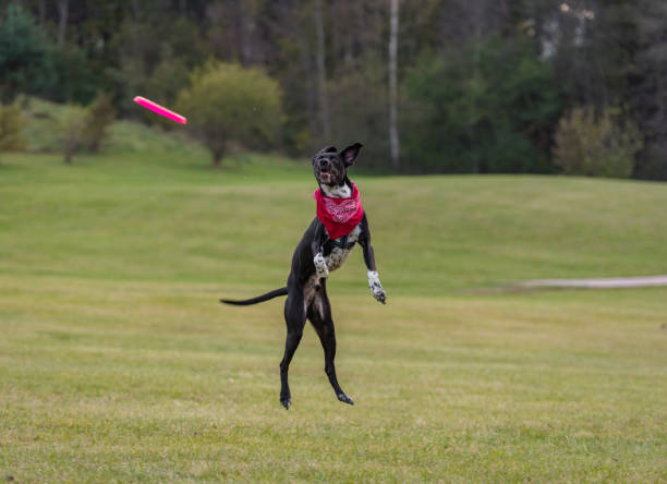 istock Black Dog is Playing. Try to Catch a Toy. 1327480395