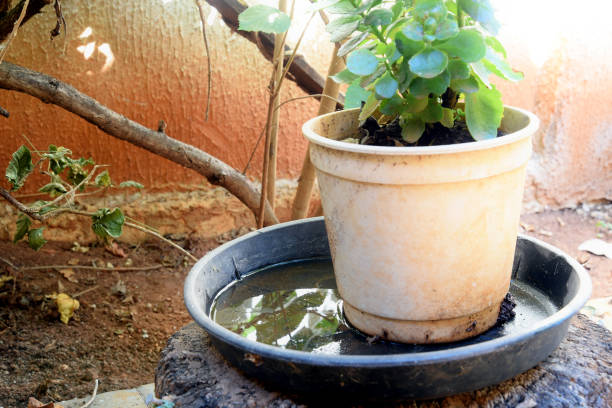 ciotola di plastica abbandonata in un vaso con acqua stagnante all'interno. vista ravvicinata. zanzare nel potenziale allevamento. nproliferazione di aedes aegypti, dengue, chikungunya, virus zika, zanzare. - mosquito foto e immagini stock