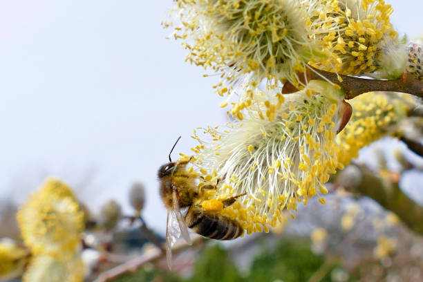 westliche honigbiene auf weide - goat willow stock-fotos und bilder