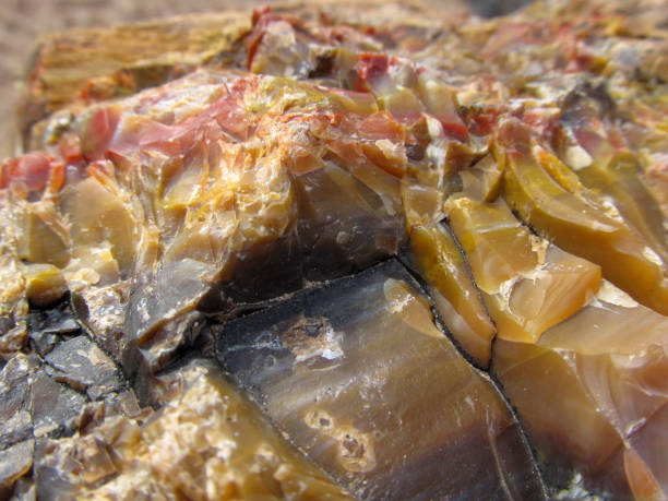 istock Multicolored Utah Petrified Wood 1327481708