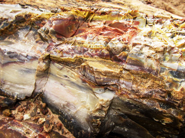 Pearlescent, multicolored petrified wood found in Utah Close-up view of the colorful petrified wood samples in the Petrified Forest state park, Escalante, Utah, USA. This sample were viewed on the Sleeping rainbow trial. It was part of a conifer which were caught in a flood during the upper Triassic epoch. During the petrifying process the cellulous were replaced by Bentonite clays, derived from volcanic ash, which gave it its spectacular colors. Legend says that you will be cursed if you remove a piece of fossilized wood from the area. petrified wood stock pictures, royalty-free photos & images