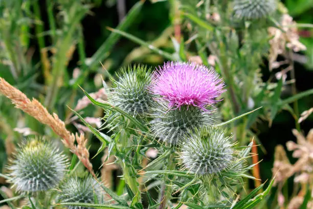 Close up on a Purple Thistle flower